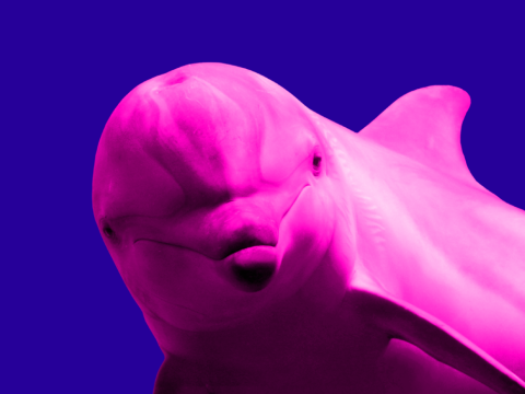 pink dolphin on a dark blue background