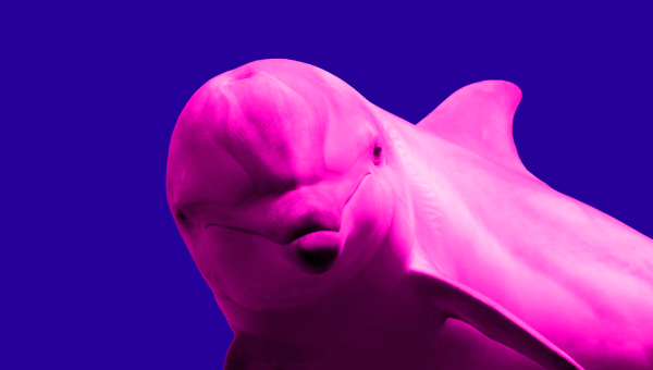 pink dolphin on a dark blue background