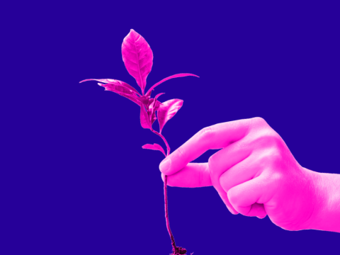 Hand holding a plant with sprouting leaves, a play on the MongoDB leaf logo